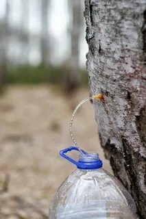 Березовый сок с помощью капельницы