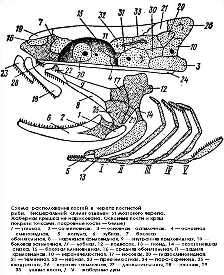 Висцеральный череп костных рыб. Строение черепа костистой рыбы. Висцеральный скелет костистой рыбы. Схема расположения костей висцерального скелета головы судака. Позвоночник неподвижно соединен с черепом у рыб