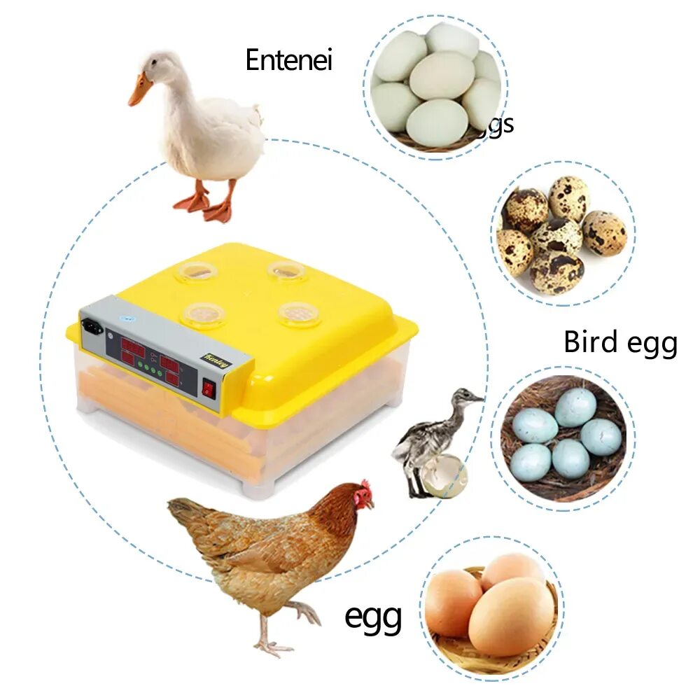Инкубаторы для яиц птиц купить. Инкубатор мини-Брудер. Инкубатор 48eggзапчасти. Мини-инкубатор для 6 яиц автоматический Брудер курицы. Мини инкубатор на 4 яйца.