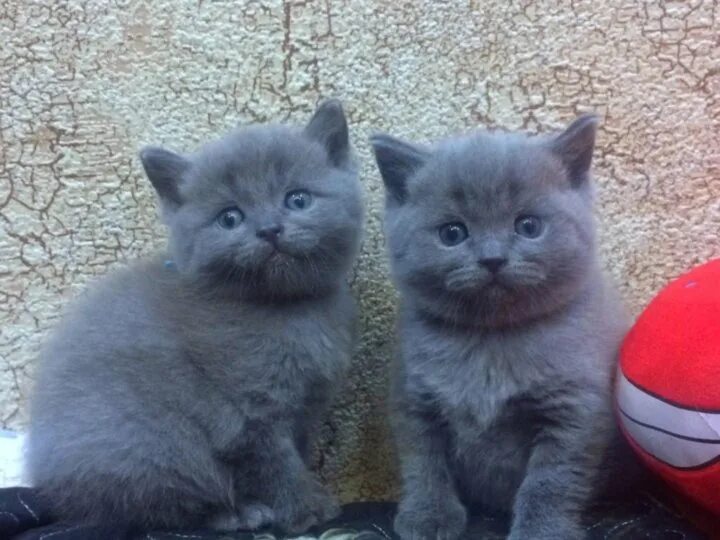Голубые шотландские котята вислоухие. Шотландские котята голубые. Шотландские котята голубой. Шотландская вислоухая голубая. Скоттиш фолд голубой котенок.