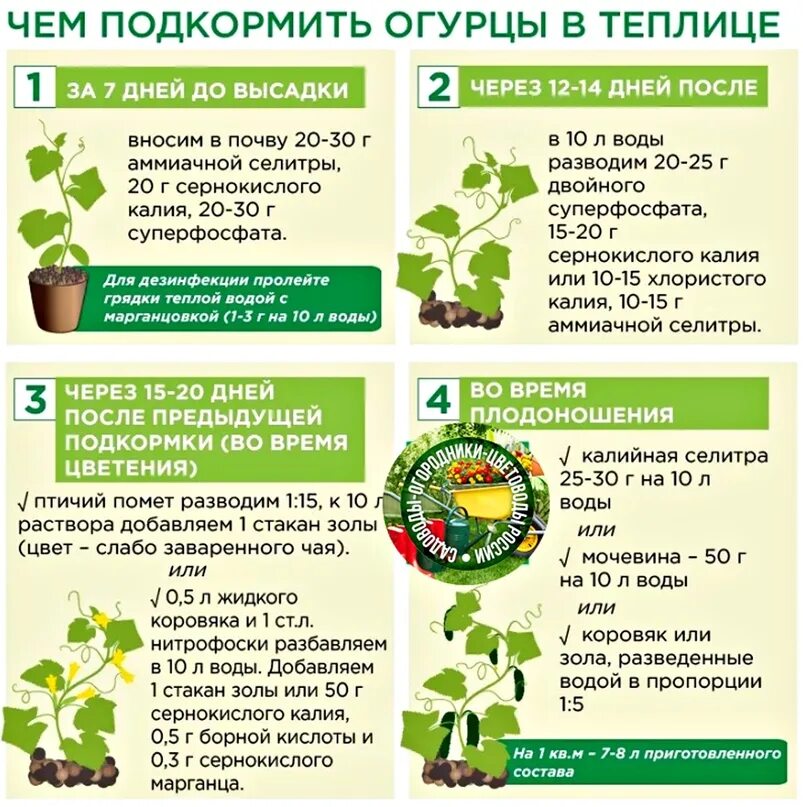 Схема подкормки огурцов в теплице. Огурцы удобрение для подкормки в открытом грунте. Схема удобрений томатов и огурцов. Огурцы удобрение для подкормки в открытом грунте. Схема удобрения огурцов в открытом грунте.