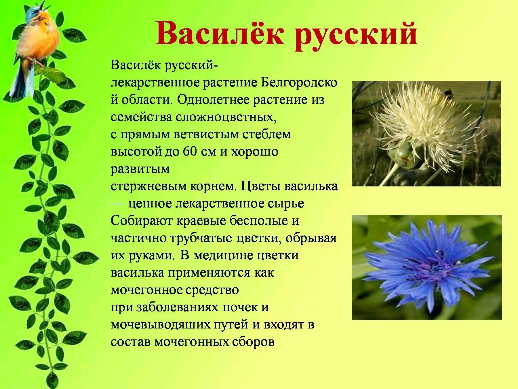 Какой тип питания характерен для василька лугового. Василек семейство сложноцветных. Василек русский красная книга. Однолетники,семейства Астровые. Василек Сложноцветные растения.