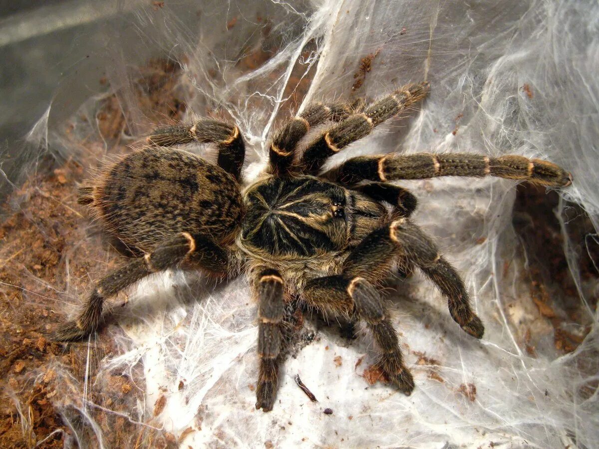 Паук птицеед почему птицееды. Pterinochilus murinus. паук птицеед голиаф. птицеед голиаф. граммостола ауреостриата паук птицеед.