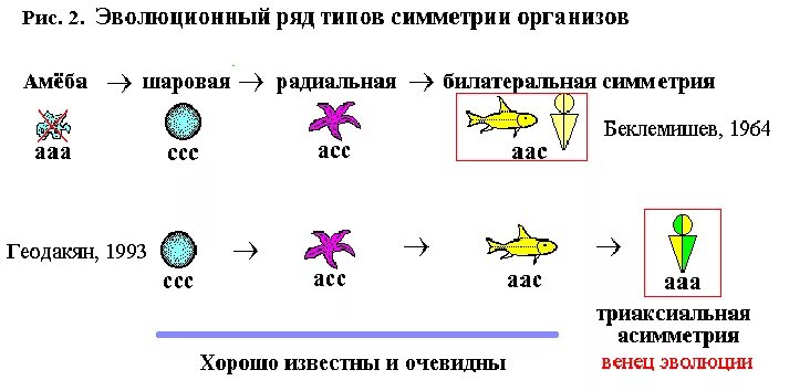 Type row. Эволюционный ряд. Асимметрия животных примеры. Асимметрия в биологии примеры. Триаксиальная асимметрия в биологии.