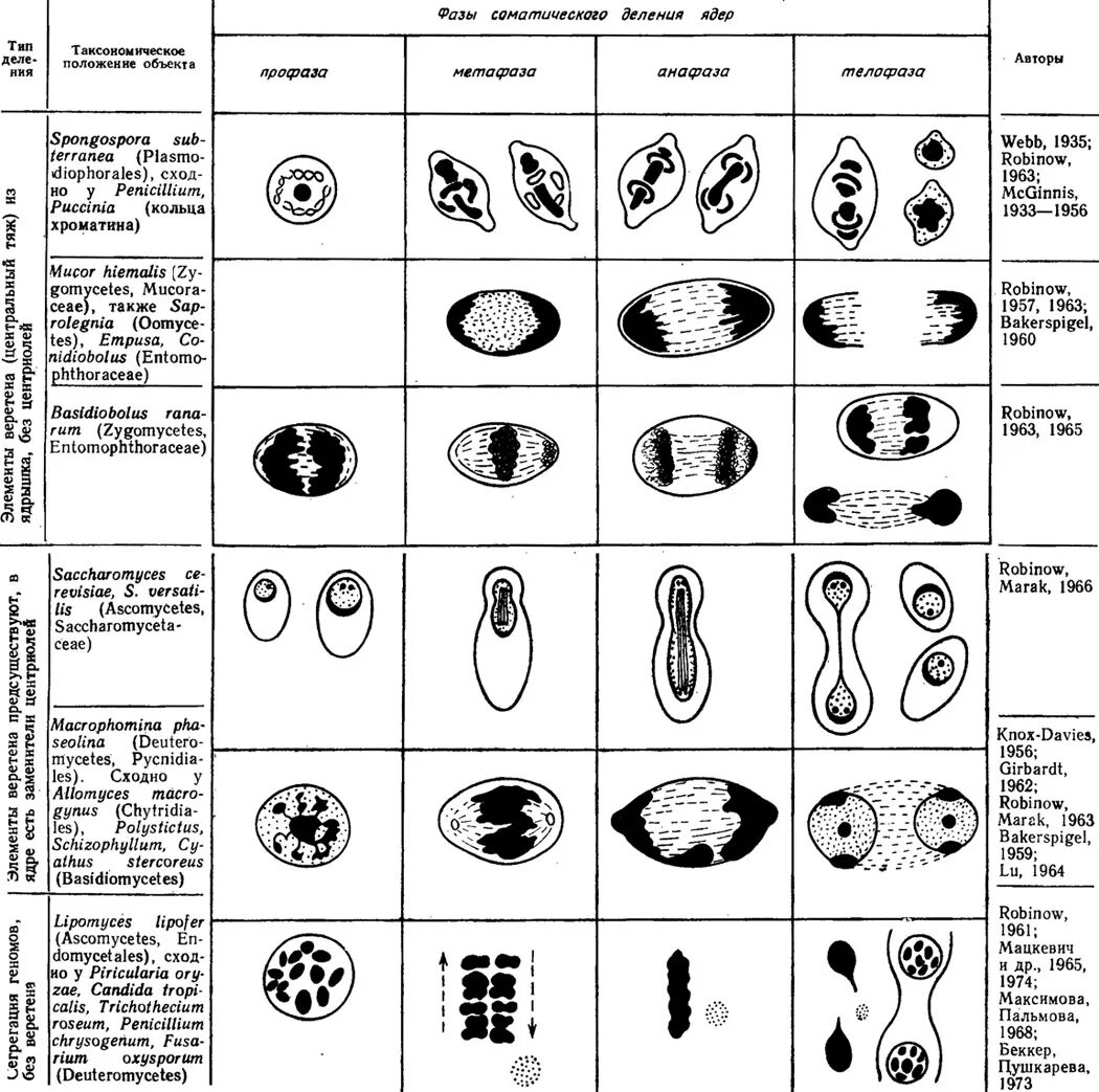строение хромосомы прокариотической клетки. строение хромосом эукариот схема. хромосомы наследственная информация. хромосомы гриба. максимальный уровень упаковки днк в хромосому.
