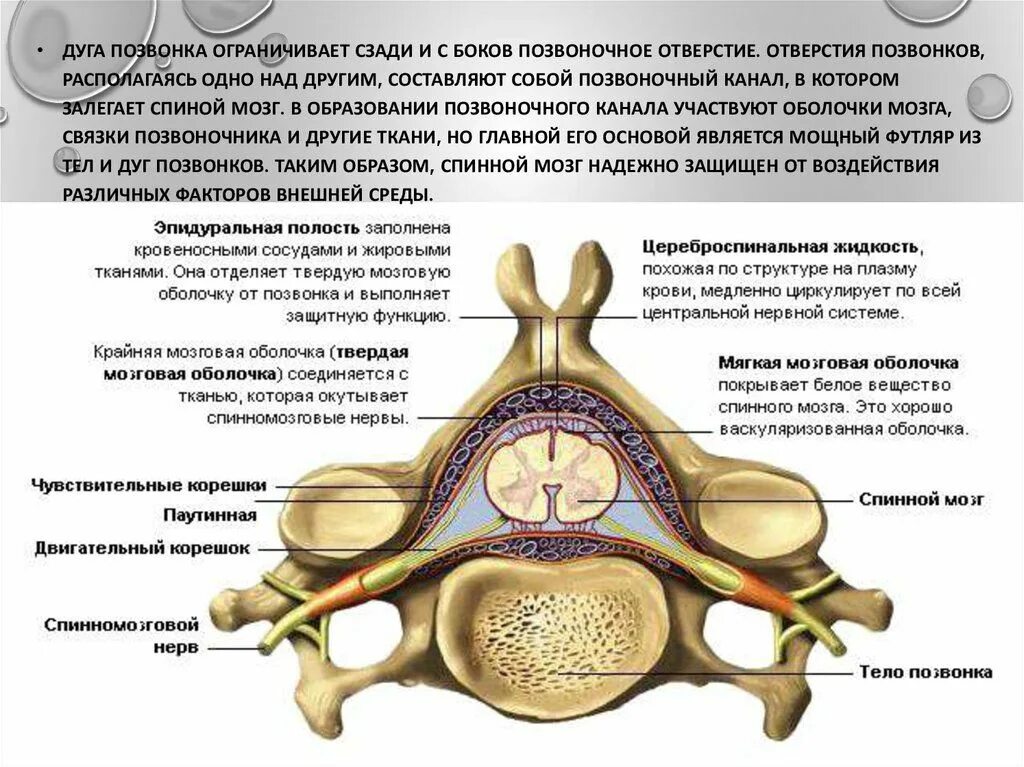 Тело и отростки расположены в спинном мозге. Спинной мозг строение спинномозговой нерв. Строение спинного мозга в позвоночном канале. Строение спинного позвонка. Строение функций спинного мозга в позвоночном канале.