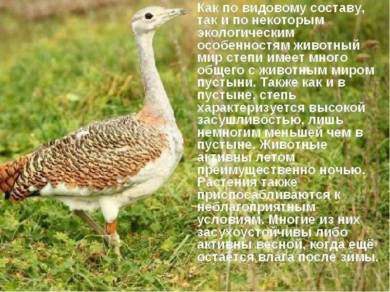 Видовой состав леса животные. Биогеоценоз это. Видовой состав леса животные. Видовой состав леса животные. Видовой состав леса животные.