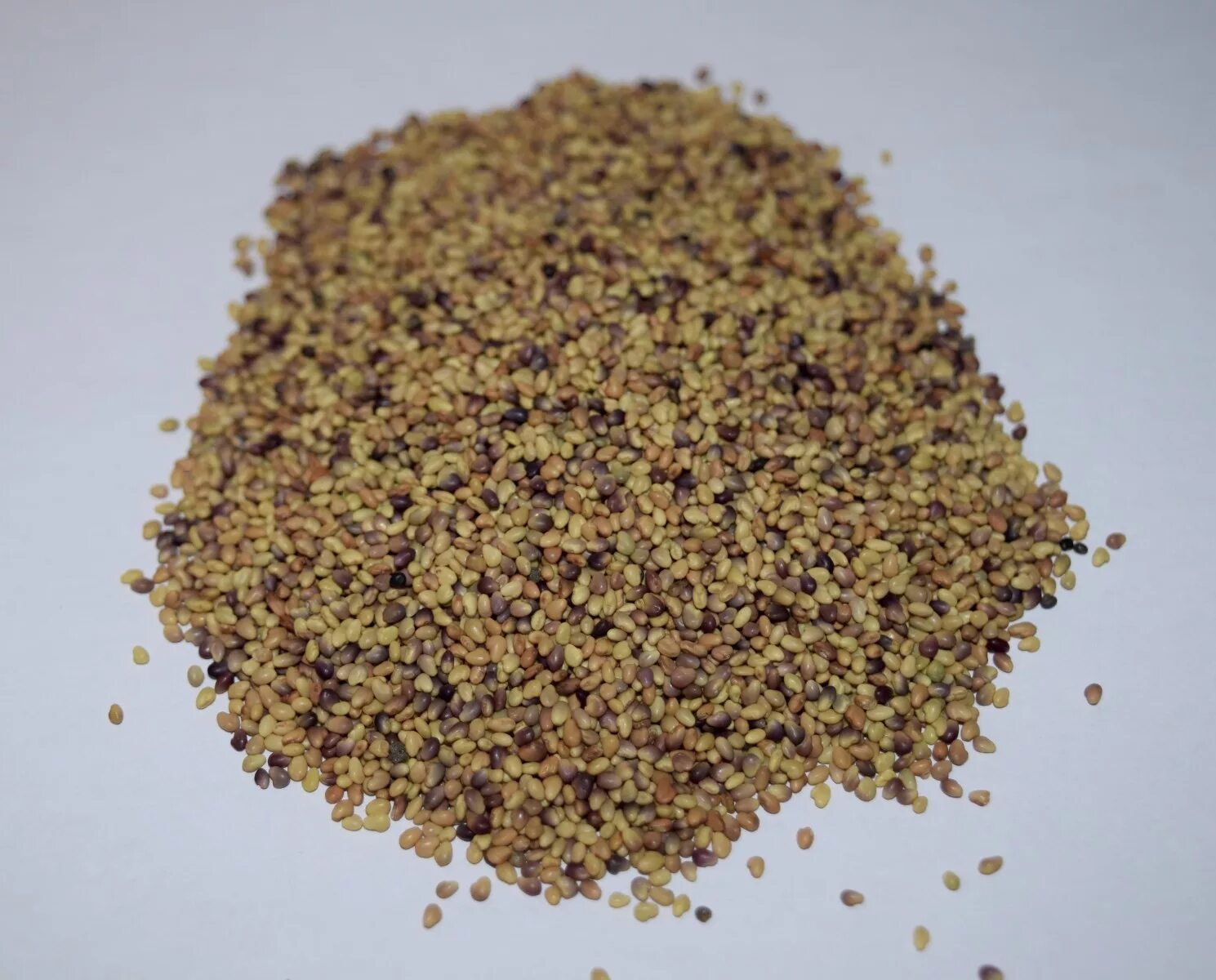 Авито семена трав. Клевер пыль. семена клевера трио 30кг.