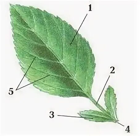Строение листа 4 класс