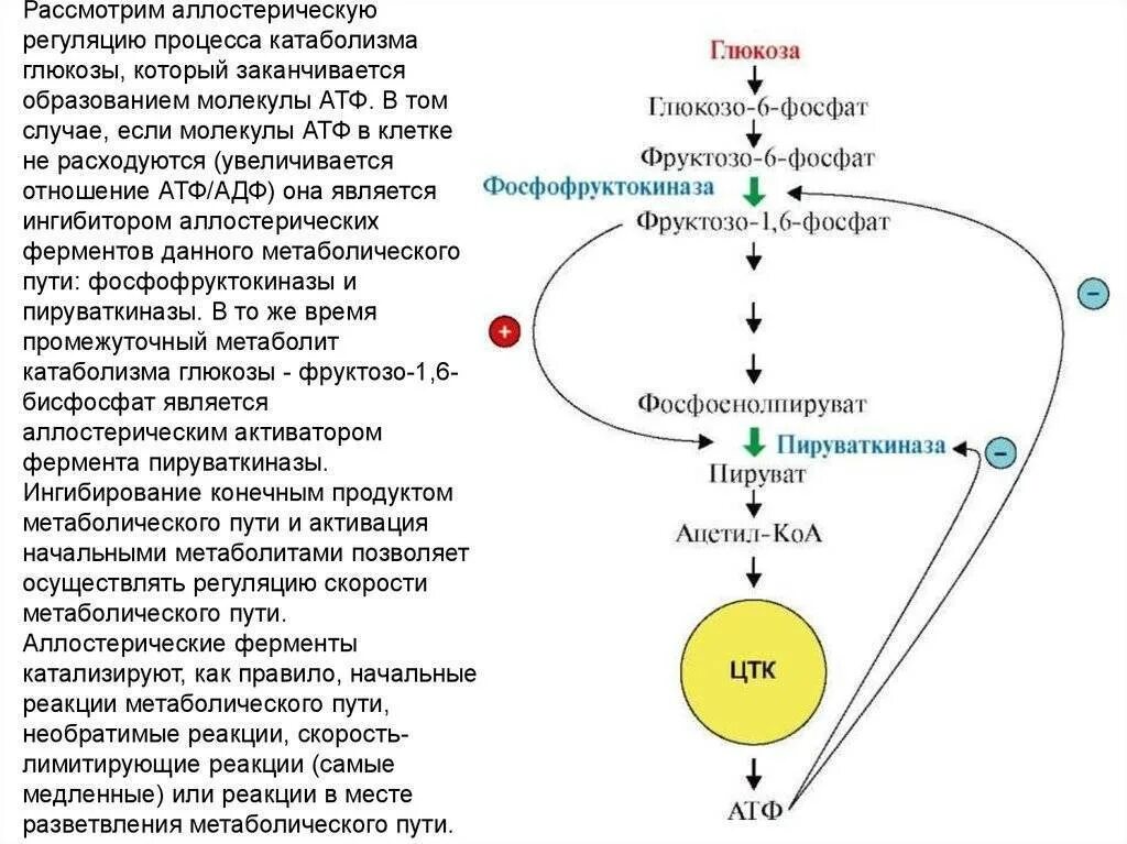 Регуляция активности ферментов схемы. Схема регуляции катаболизма Глюкозы. Метаболический путь катаболизма Глюкозы. Структура аллостерических ферментов.