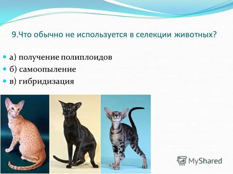 Особенности селекции животных схема. Селекция животных куры. В селекции животных широко используют. Селекция животных примеры. Метод, используемый в селекции и растений ,и животных:.