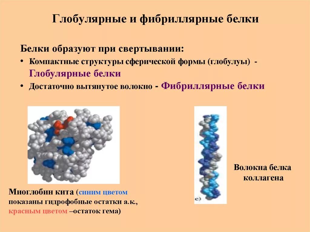 Форма глобулы белка. Глобулярные и фибриллярные белки. Строение глобулярных белков. Фибриллярная и глобулярная структура белка. Примеры глобулярных и фибриллярных белков.