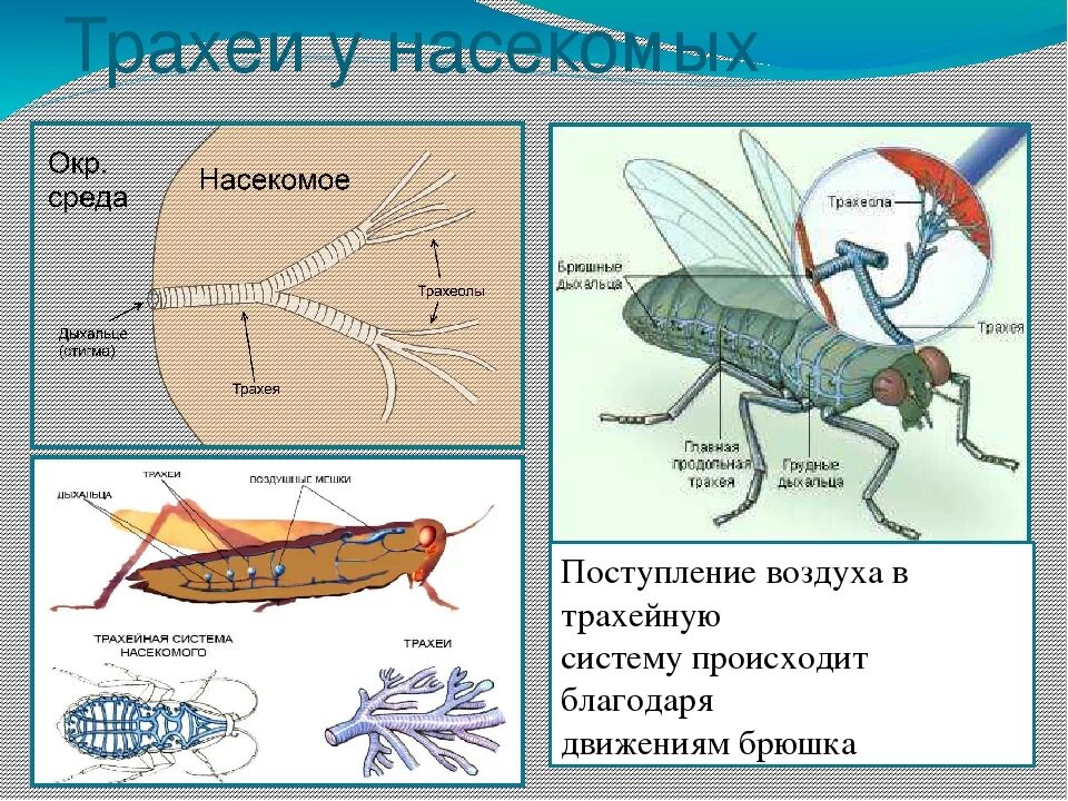 Дыхательная система насекомых. Трахеи насекомых. Органы дыхания насекомых. Трахеи и дыхальца у насекомых. Насекомое работающая на органы