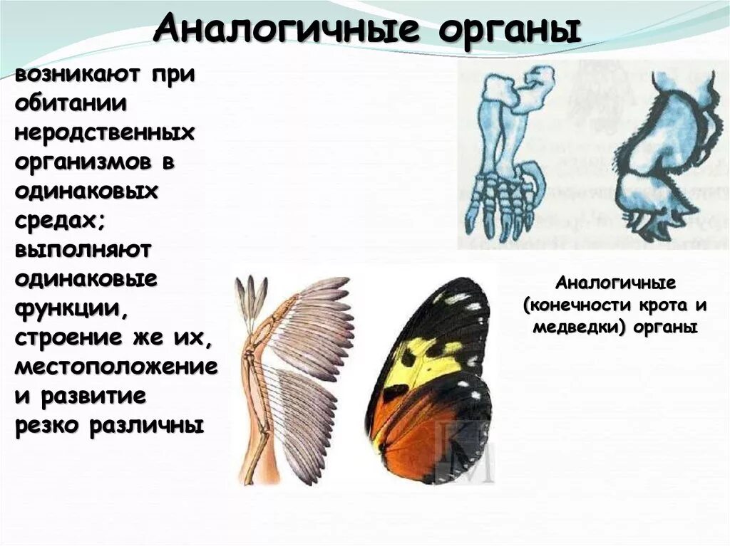 Аналогичные органы. Амоломологичные органы. Аналогичные органы примеры. Аналогичные органы конечности.