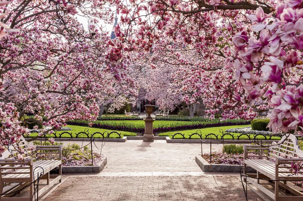 японский сад цветение сакуры. цветение сакуры парк. сад василеостровец сакура. сакуровый сад в японии. сакура цветение сад.