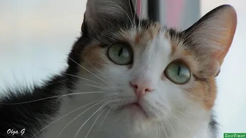 Кошки юле