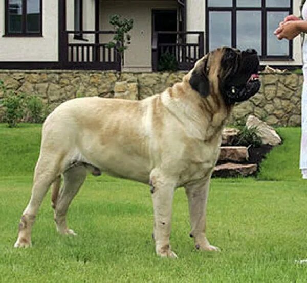 Английский мастиф тигровый. Европейский доберман. Isalpha. S. Английский мастиф черный.