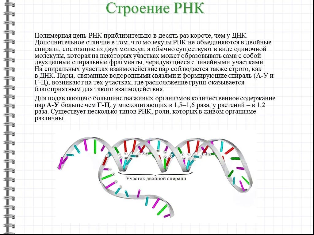 Строение полимерных цепей РНК. Цепь РНК спираль. Двойная спираль РНК. Полимерная цепь РНК.