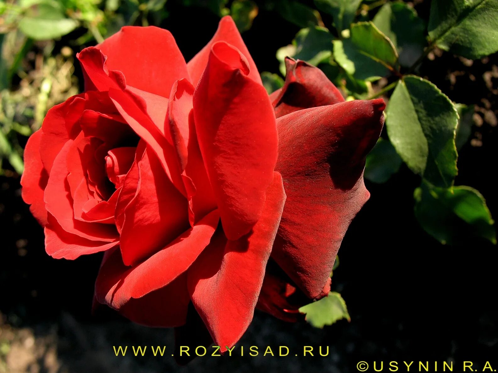 Купить Роза Седюксьён Пикяр / Rose Seduction Picarde / АРОМАТНАЯ / (Шраб) ОСЕНЬ 