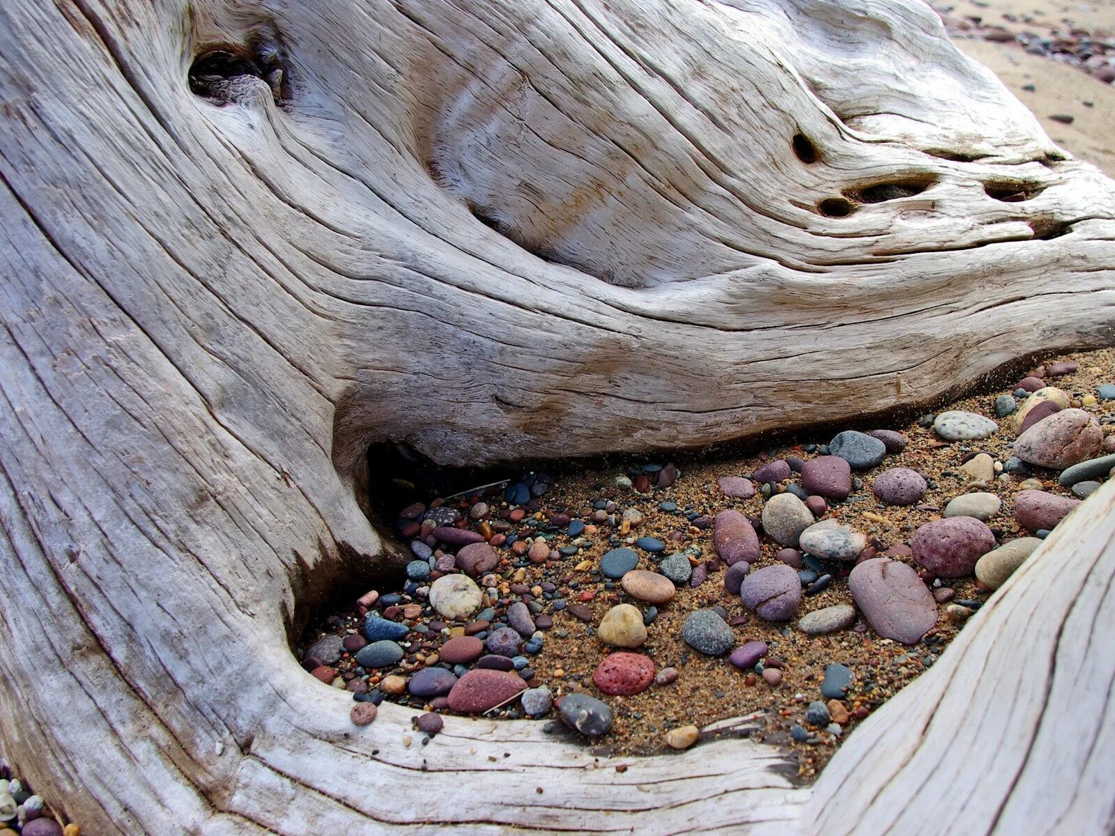Камень дерева. Каменное дерево. Дерево на Камне. Камень под дерево. Песок камни дерево.