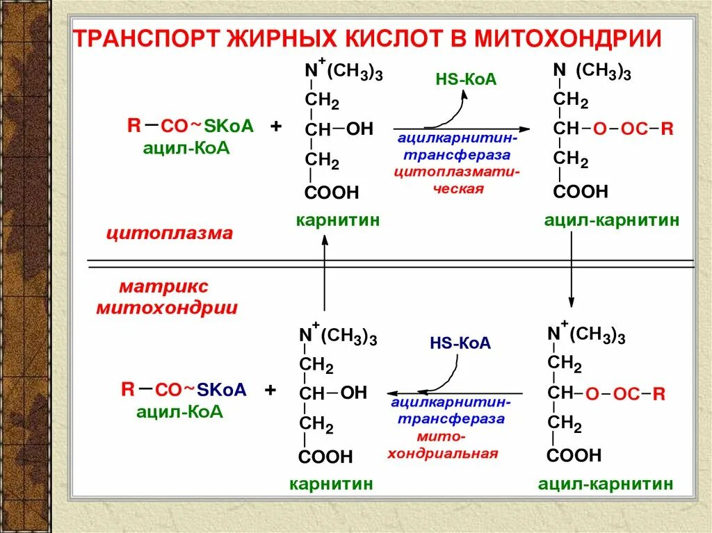 Перенос жирных кислот в митохондрии. Транспорт жирных кислот биохимия. Механизм транспорта жирных кислот в митохондрии. Карнитин перенос жирных кислот. Источник 3 жирных кислот ответ на тест