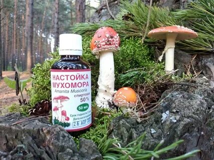 Настойка из мухоморов лечение