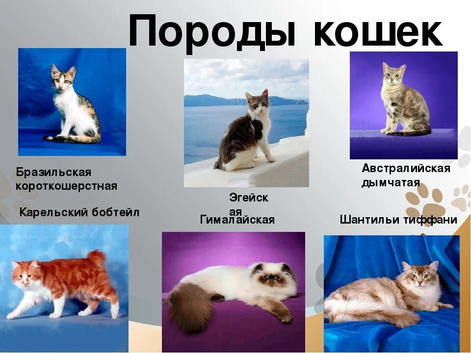 Кошка окружающий мир 2 класс. Основные породы кошек. Породы кошек окружающий мир. Классы породистых кошек. Породы домашних кошек 2 класс окружающий мир.