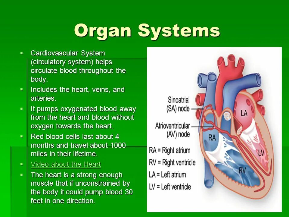 Cardiovascular system. The Circulatory cardiovascular System. Blood cardiovascular System. Cardiovascular System задания.