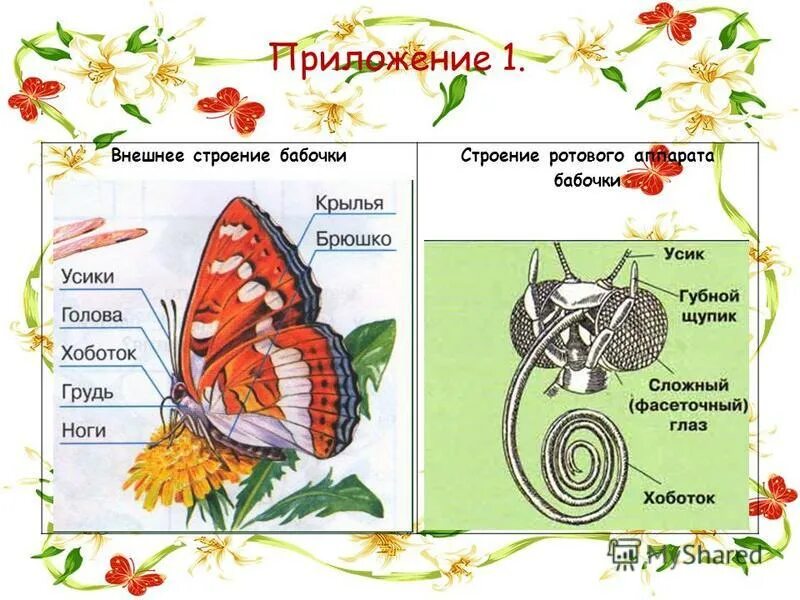 Внешнее строение бабочки. Внешнее строение бабочки адмирал. Строение бабочки для детей. Строение бабочки. Строение головы бабочки.