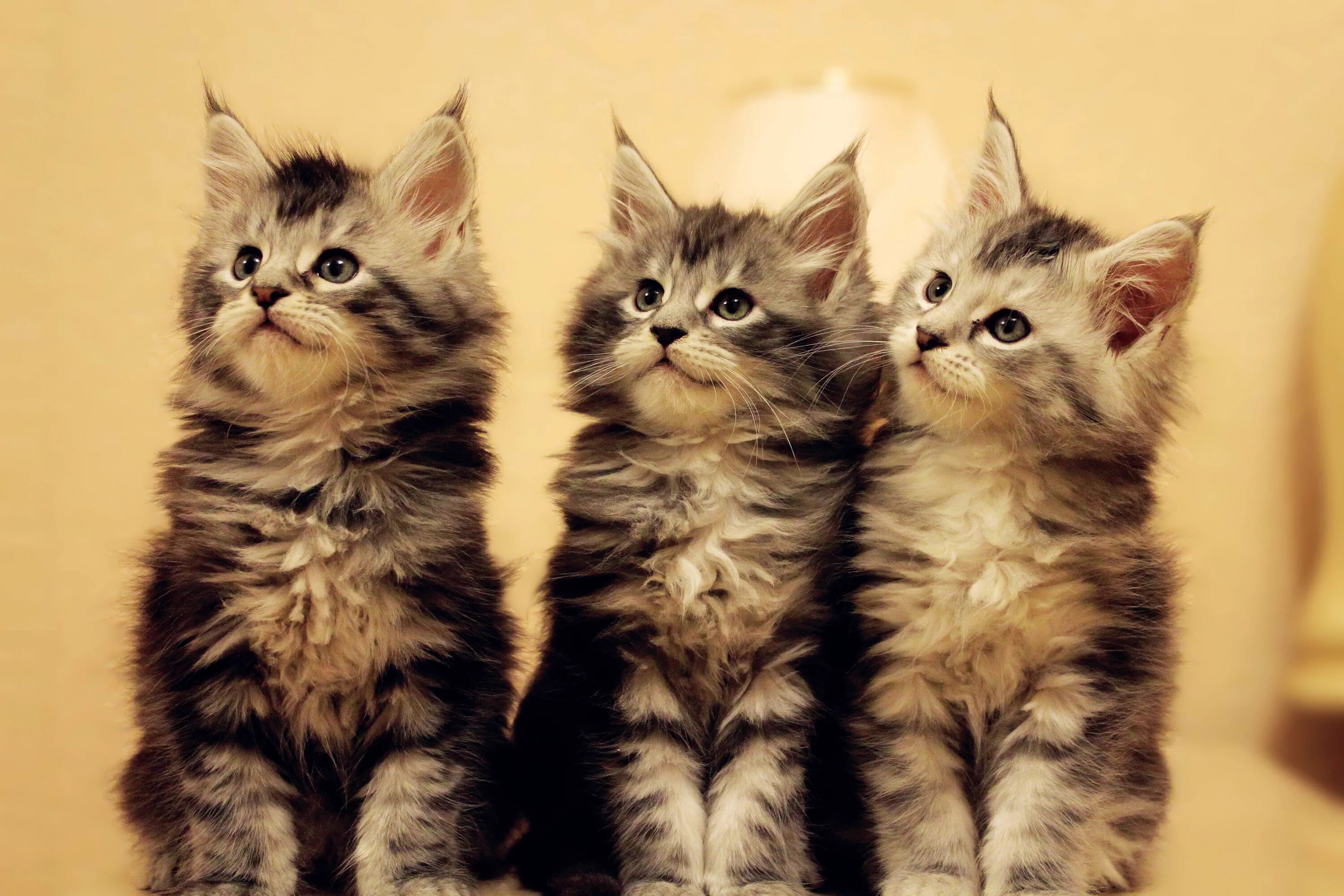 котята мейн кун и обычной кошки. метис кошка мейн кун. мейн кун и обычная кошка. котята мейн кун и обычной кошки. котята мейн кун и обычной кошки.