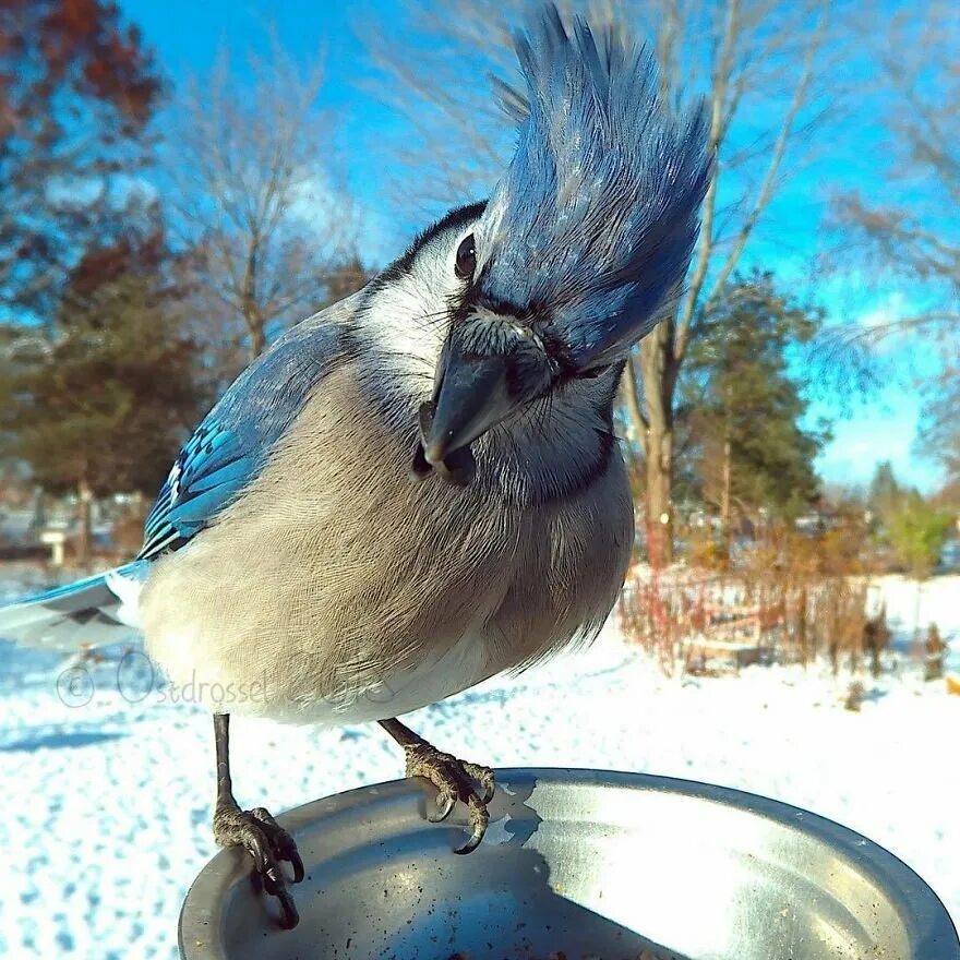 Мозгоклюй