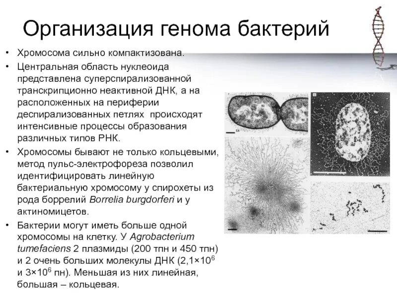 Кольцевой нуклеоид. Организация бактериальной хромосомы. Организация генома бактерий. Нуклеоид бактерий. Бактериальная хромосома микробиология.