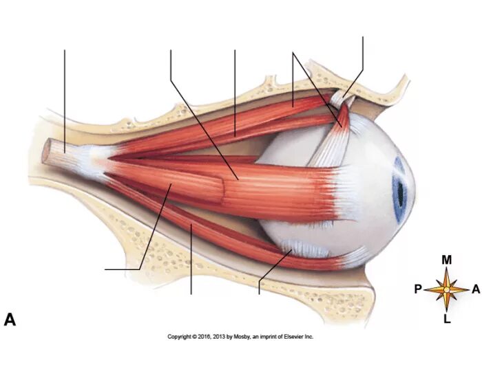 Мышцы глазное яблоко строение анатомия. Строение мышц глазного яблока. Мышцы глазного яблока схема. Глазодвигательные мышцы глаза. Места крепления глазодвигательных мышц