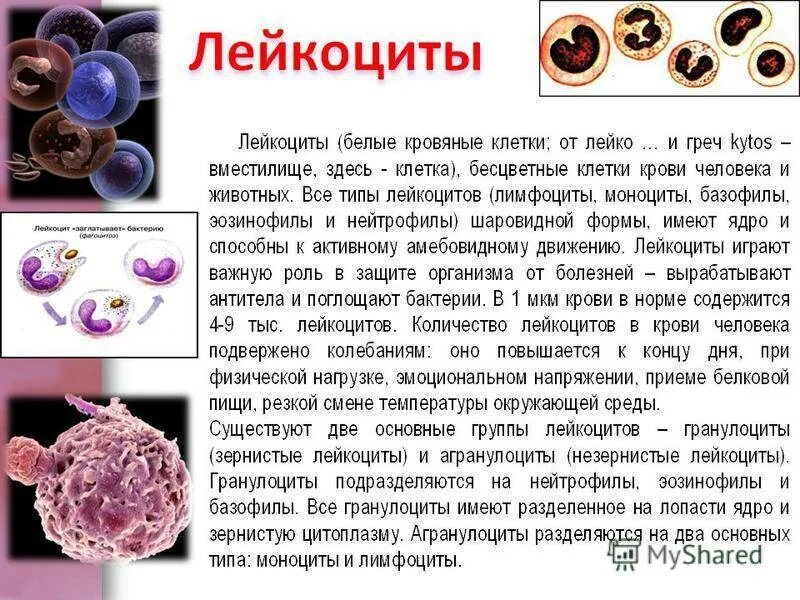 Снижение уровня лейкоцитов. Повышение количества лейкоцитов. Повышение уровня лейкоцитов в крови. Понижение лейкоцитов в крови. Лейкоцитоз причины у женщин