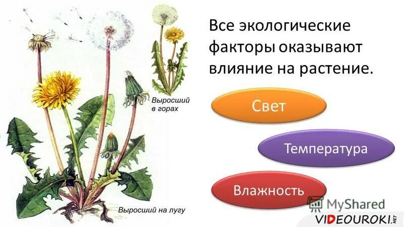 Презентация влияние экологических факторов на урожайность дикорастущих растений