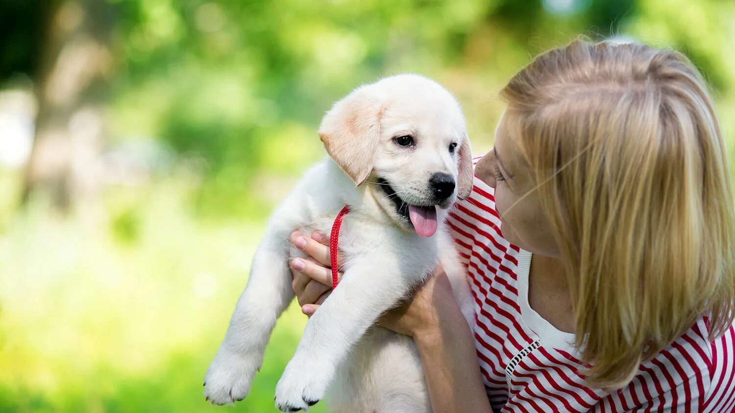 Good pets than dogs. Щенок на руках. Воспитание собаки. Воспитание щенка. Щеночек на руках.