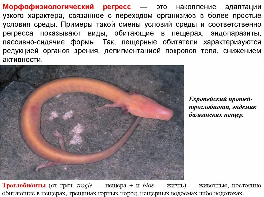 Можно ли отнести паразитизм к биологическому регрессу