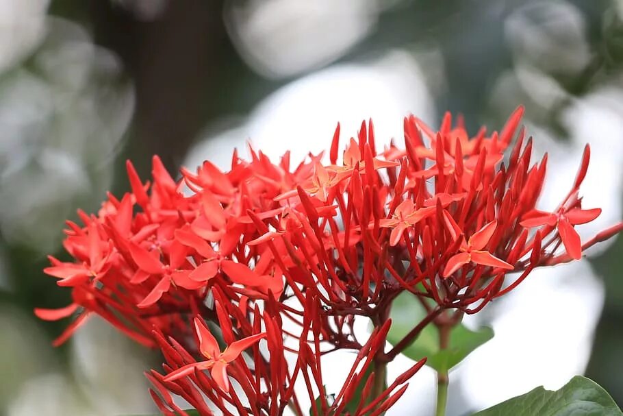 Игольчатые цветы. Ixora chinensis в природе. Алмазный цветок растение. Растение игольчатое с красными цветами.