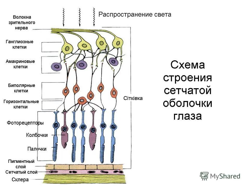 Сетчатая оболочка. Схема нейронного строения сетчатки. Образование сетчатой структуры. Сетчатые полимеры примеры. Образование сетчатой структуры.