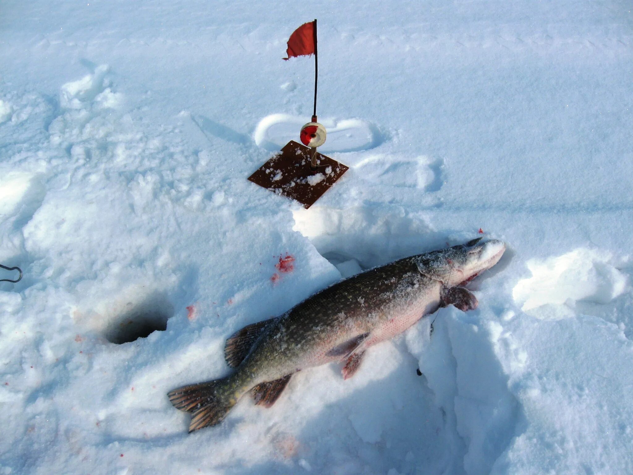 жерлицы для зимней рыбалки на щуку. жерлица на щуку. щука на жерлицы зимой. щука на жерлицы зимой 2023 2024. трофейная щука на жерлицы.