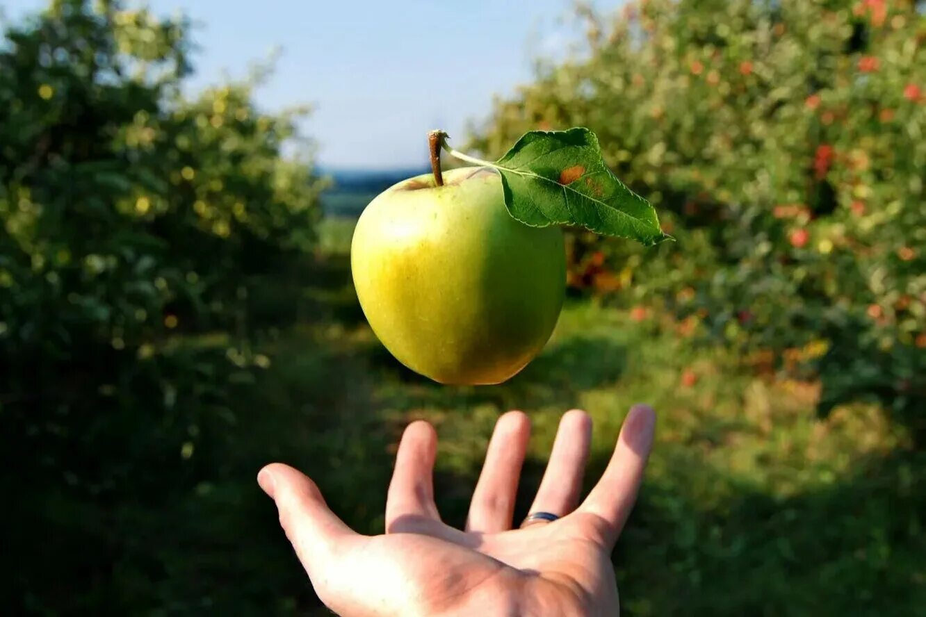 Яблоко. Яблоки зеленые. Яблоко в руке. Падающее яблоко.