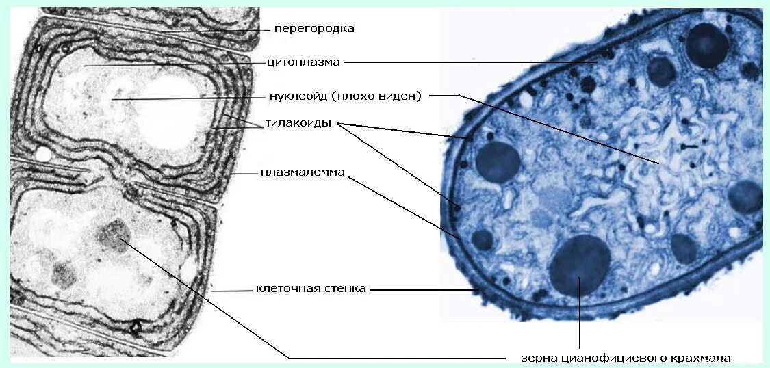 Цианобактерии клеточная стенка. Оболочки (клеточной стенки) цианобактерии Synechococcus;. Строение клетки цианобактерий. Цианобактерии строение клетки. Цитоплазма прокариотическая клетка