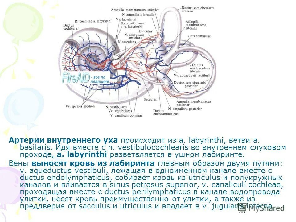 Кровоснабжение улитки внутреннего уха. Вена внутреннего уха. Венозный отток среднего уха. Венозный отток внутреннего уха. Внутреннее ухо кровообращение