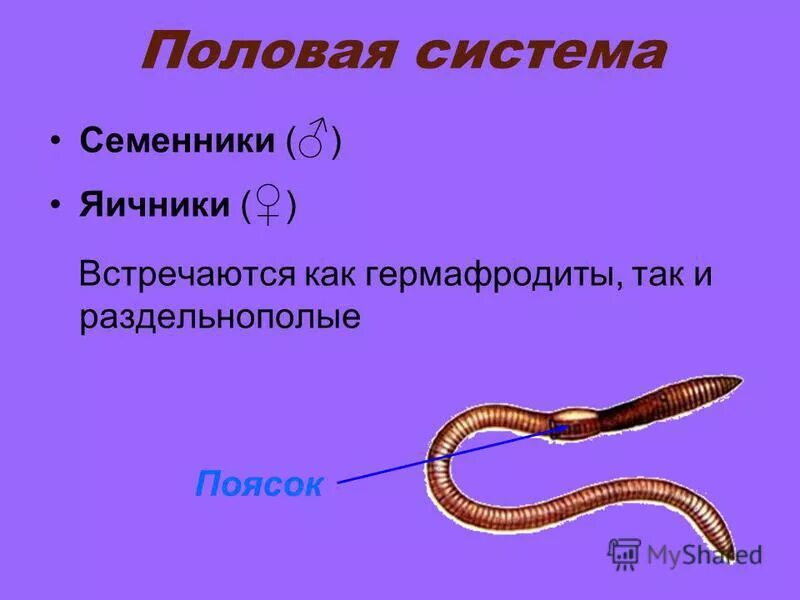 Половая система кольчатых червей 7. Половая система круглых червей. Круглые черви раздельнополые. Кольчатые черви гермафродиты или раздельнополые.