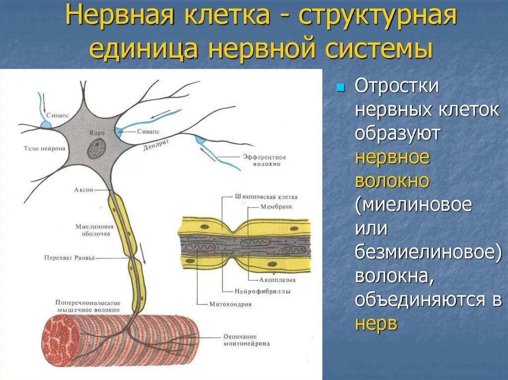 Строение нерва миелиновая оболочка. Миелиновые волокна физиология. Нервные волокна ПНС. Нервные клетки и нервные волокна. Нервные узлы и нейрон