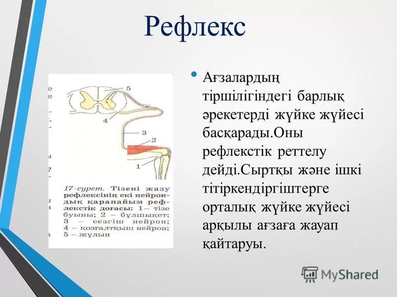 Шартты рефлекс. Рефлекс дегеніміз не. Рефлекс доғасы. Жүйке жүйесі презентация. Рефлекс доғасы дегеніміз не.