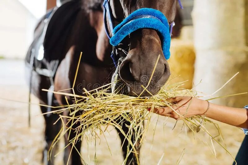 Испанский шаг аллюр лошади. Работа с лошадью в руках. Лошадь на корде. Угрюмов виктор петрович конный спорт. Лошадь и рука.