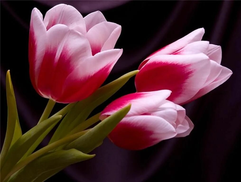 С днем тюльпанов картинки с надписями. Цветы тюльпаны. Красивые тюльпаны. Тюльпаны открытка. Открытки с тюльпанами красивые.