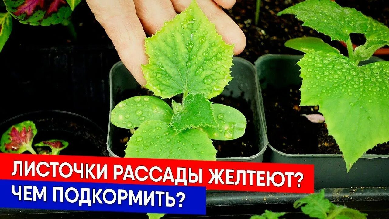 Рассада помидор желтеют листья чем подкормить. Рассада. подкармливаем рассаду. желтеет рассада. листья рассады воздушные.