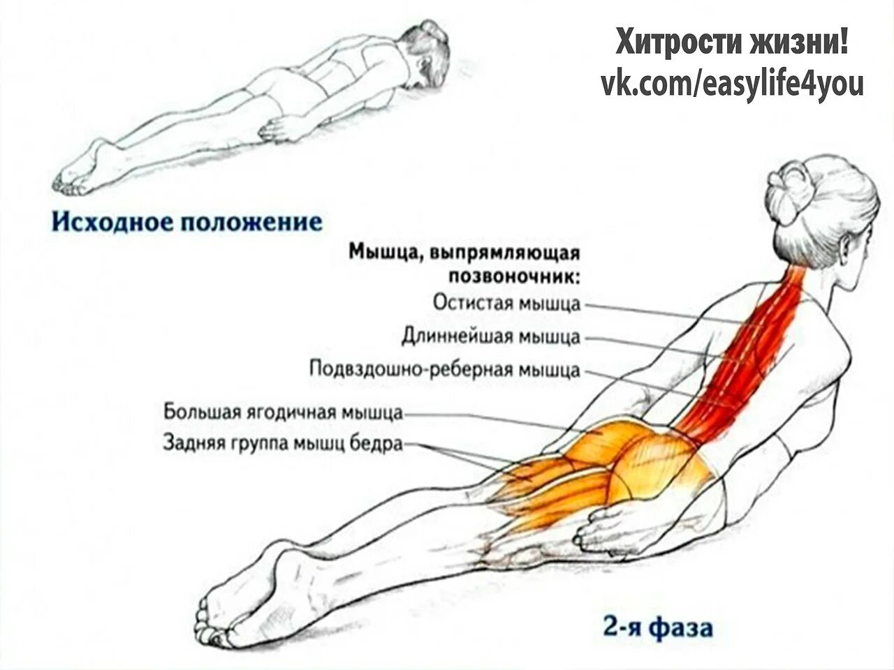 Положение позвоночника лежа на спине. Разгибание позвоночника в положении лежа на животе. Упражнения для укрепления прямой мышцы спины. Паравертебральные мышцы спины упражнения. Упражнения для закачки продольных мышц спины.